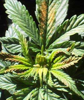 Boron deficiency, deficiency symptoms in cannabis plants, growing tips, canabis cultivation