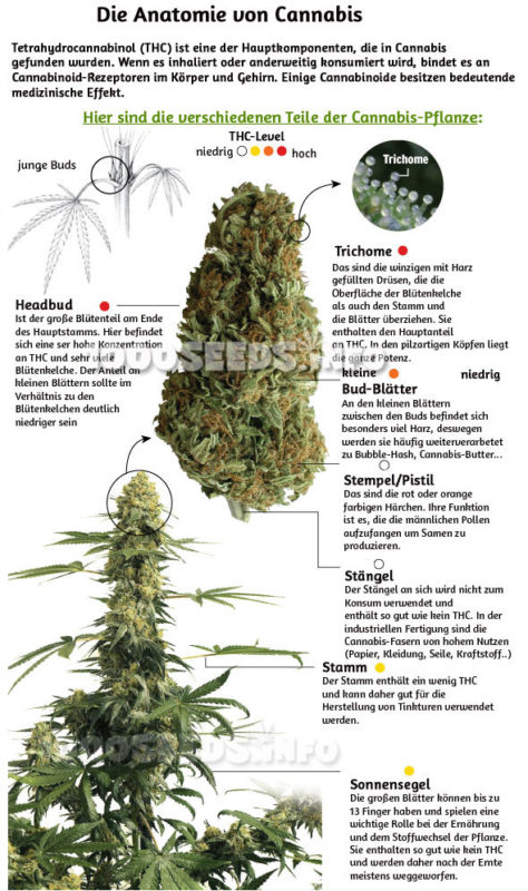 Die Anatomie von Cannabis