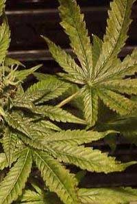 Kuper-Mangel, Cannabis, Growtipps