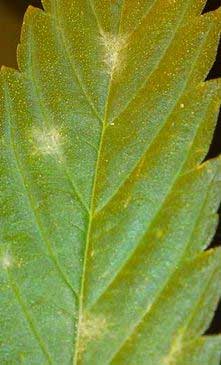 Mehltau bei Cannabis, Growtipps, Growlexikon