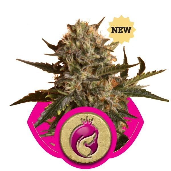 Royal Madre by Royal Queen Seeds