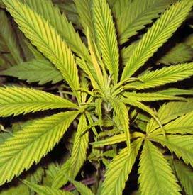 Zink-Mangel Cannabis, Growtipps, Growlexikon