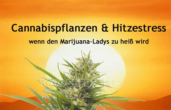 hitzestress bei Cannabis
