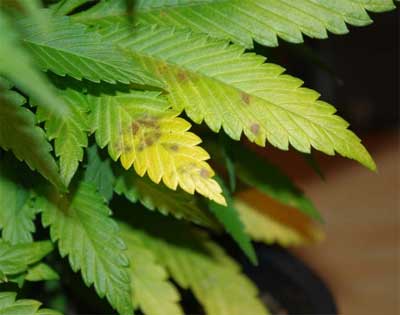mangan-mangel bei Cannabis, Mangelerscheinungen Checkliste, Grow