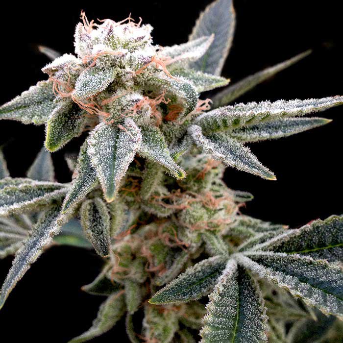 white-alien White Alien (Grow Your Own) 3 feminisierte Samen – Bild 1