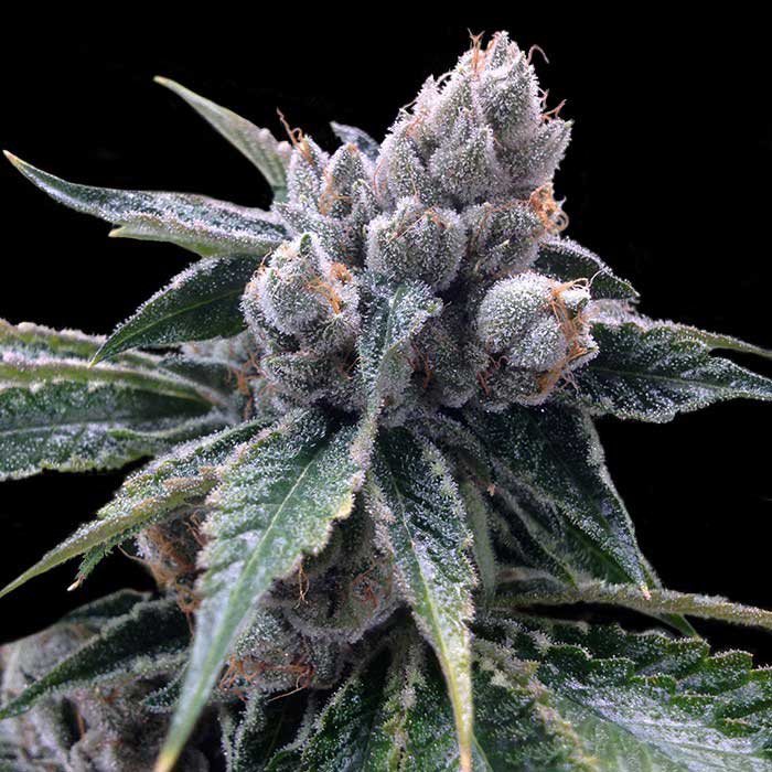 white-walker-kush White Walker Kush (Grow Your Own) 3 feminisierte Samen – Bild 1