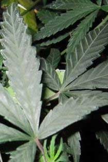 zu-viel-Stickstoff Cannabispflanzen, Grow-Anleitungen