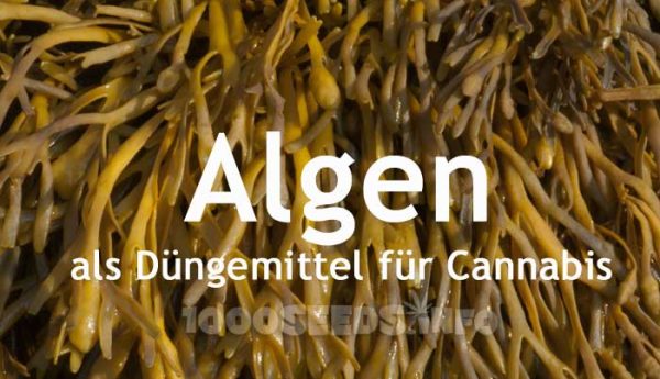 Algen Cannabisanbau