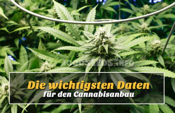 Daten-Cannabisanbau, Parameter