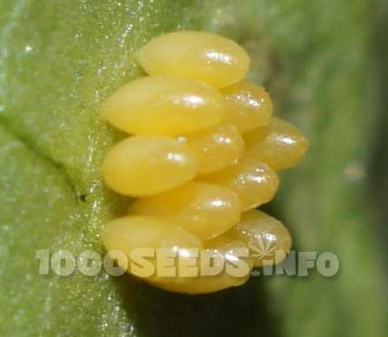 Ladybug eggs, growing cannabis, organic pest management