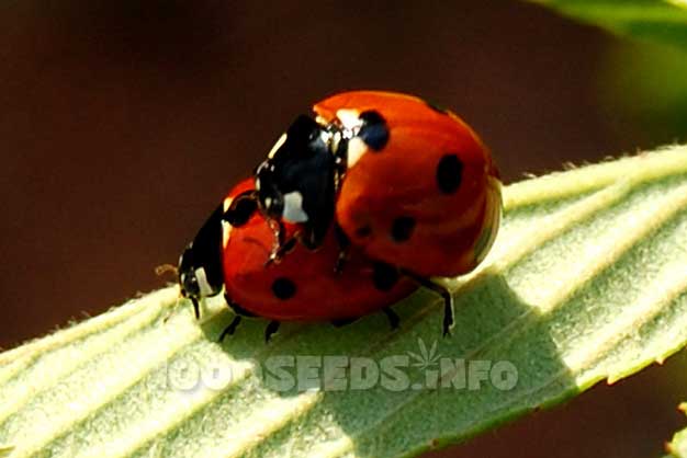 Ladybug, Vermehrung, Grow