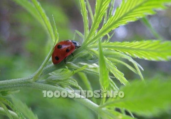 ladybug-cannabis-grow