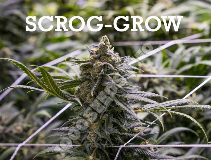 scrog-Grow
