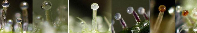 Development of the trichomes