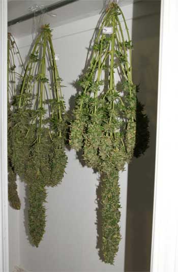 Harvesting cannabis plants