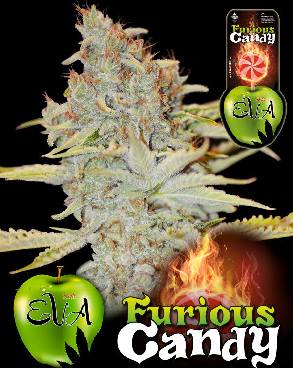 Furious Candy, Eva Seeds