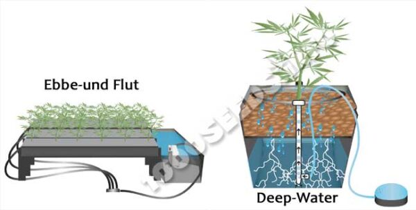 hydroponischer Cannabisanbau