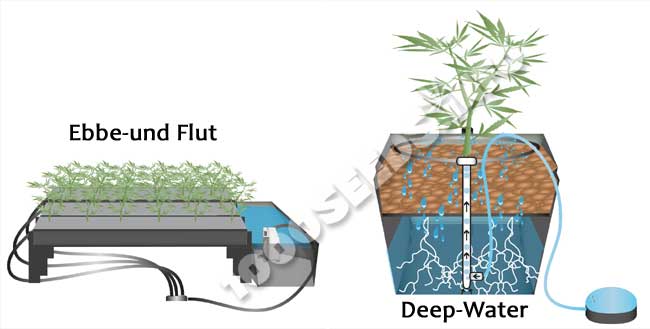 hydroponic cannabis cultivation