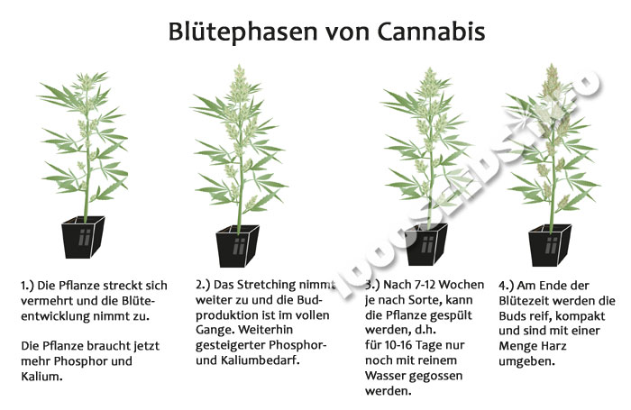 Phasen-Flowering-Cannabis