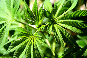Wachstumsphase-Cannabis