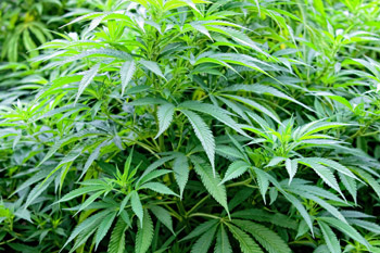 Fase de crecimiento del cannabis