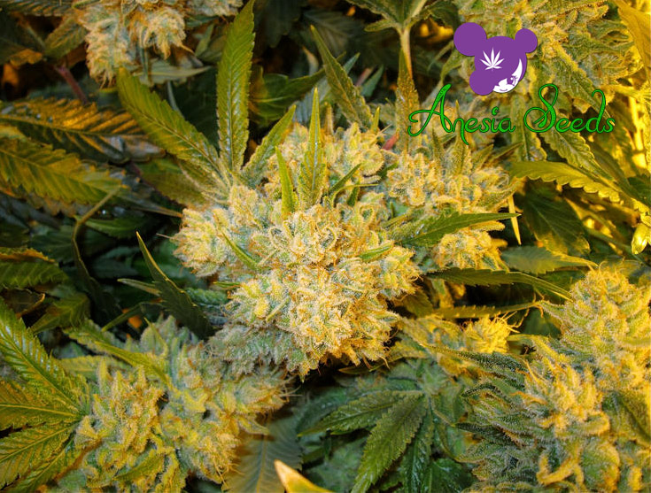 Original Gorilla Aka Gorilla Glue 4 Anesia Seeds 3 Feminisierte Samen 1000seeds