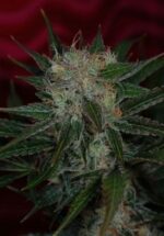 Agent Orange von TGA Subcool