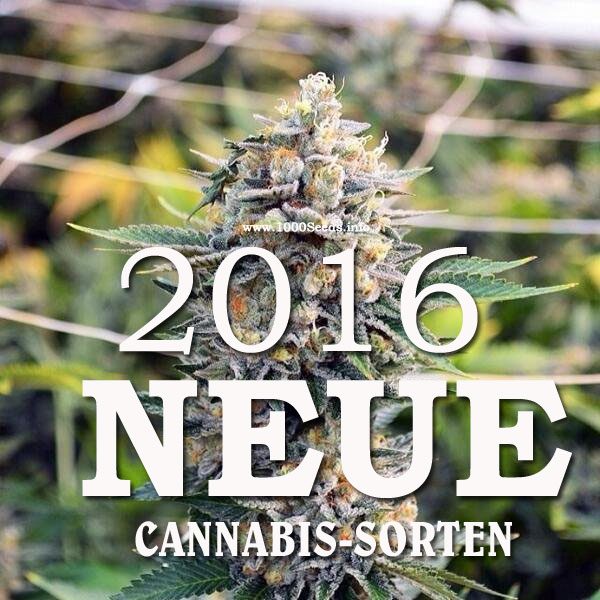 neue Cannabis Strains 2016