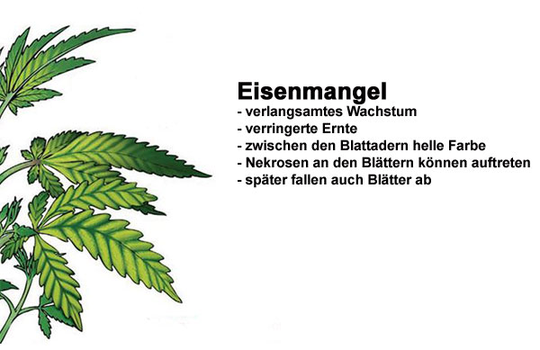 Eisenmangel Cannabis