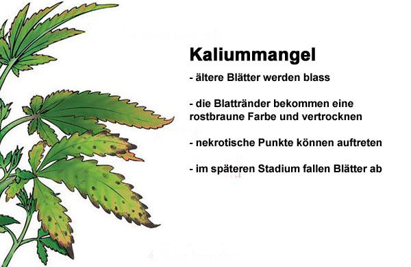 Kaliummangel Grow