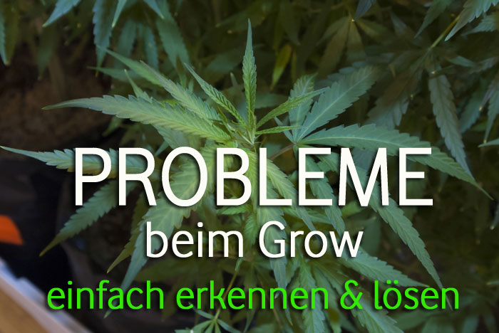 Cannabis Probleme erkennen