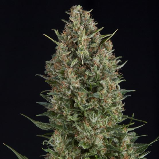 Wembley by Pyramid Seeds