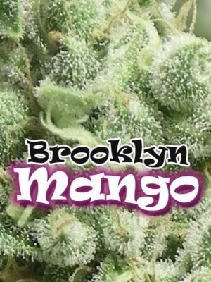 Brooklyn Mango by Dr Underground
