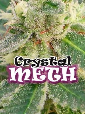 Crystal Meth by Dr Underground