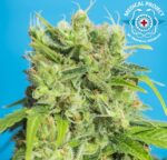 Heaven´s Gate CBD