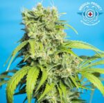 Heaven´s Gate CBD