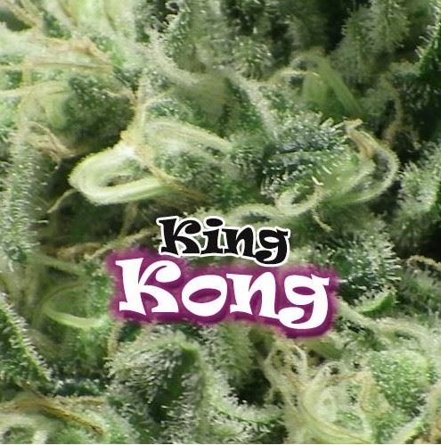 King Kong von Dr Underground