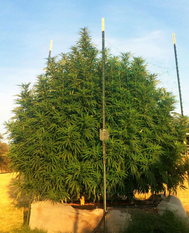 Outdoor Cannabis Plants