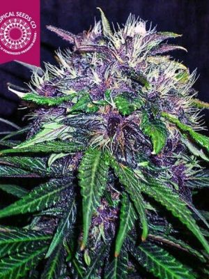 Red Afro von Tropical Seeds