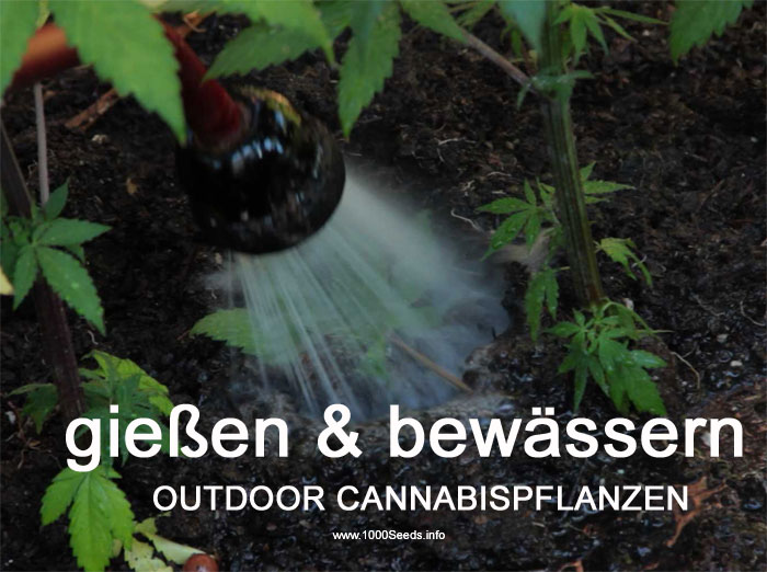 Cannabispflanzen Wasser