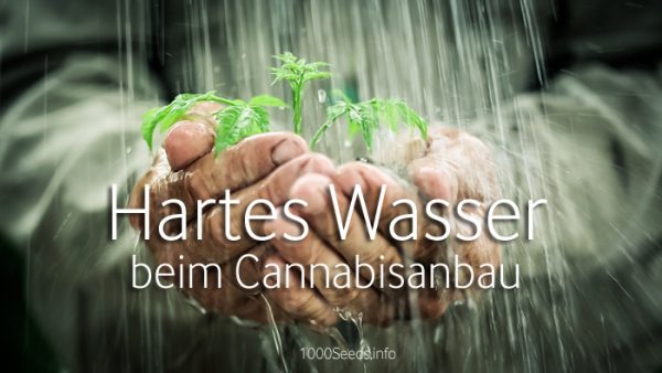 cultivo de cannabis en agua dura