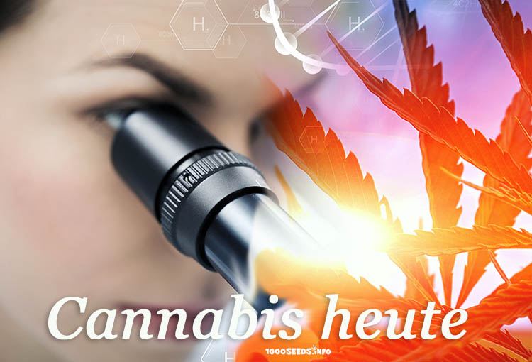 aktuelle Forschung Cannabis