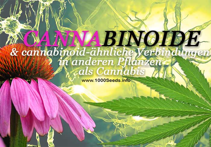 Phytocannabinoide, Cannabis