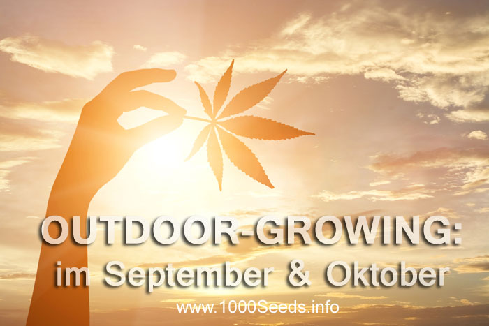 Wissenswertes zum Outdoorgrowing im September und Oktober