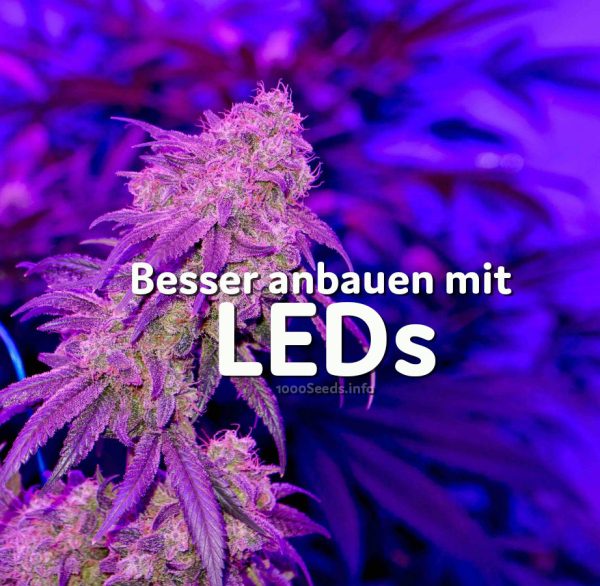 LED Grow