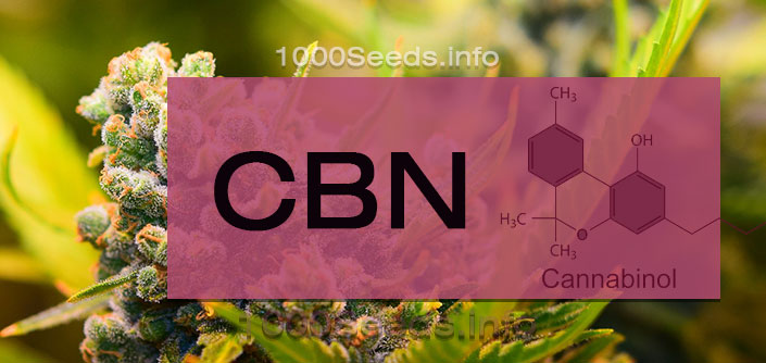 CBN cannabinoide