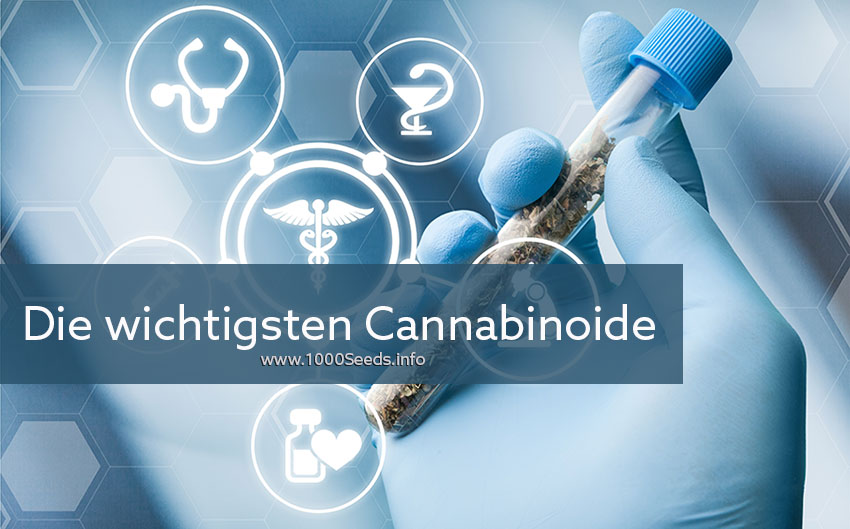 die-Cannabinoide im Cannabis