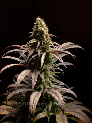 Lavender von Bulk Passion, feminisierte Cannabis Samen