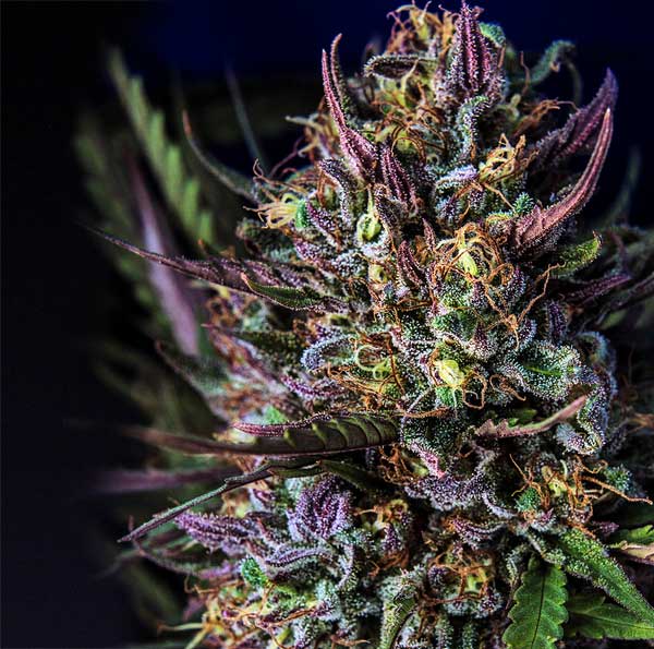 Lavender-Cannabis-Sorte