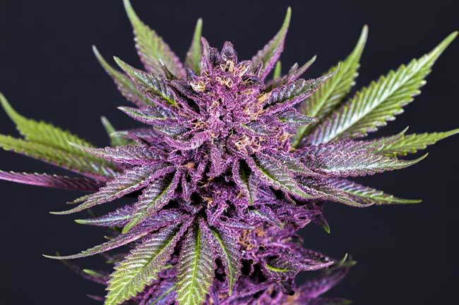 purple cannabis flowers